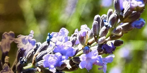 Summer Lavender Craft Workshop