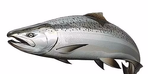 GLSF-Ozaukee Public Trout and Salmon Derby