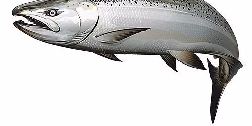 GLSF-Ozaukee Public Trout and Salmon Derby