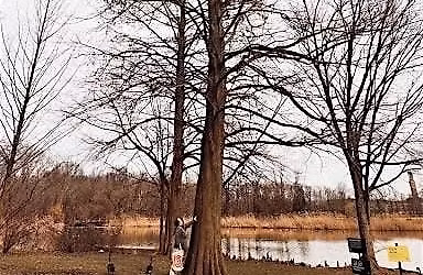 Adult Hike - Willowbrook Park