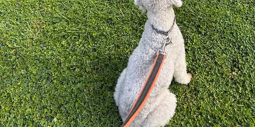 Reactive Rovers Social Group