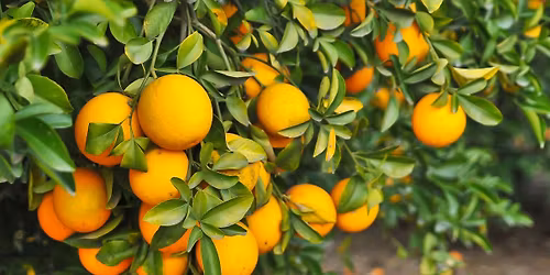 Citrus Success Class - FREE Gardening Class