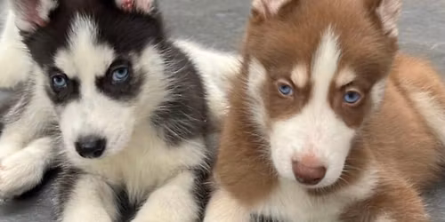Husky Northampton 