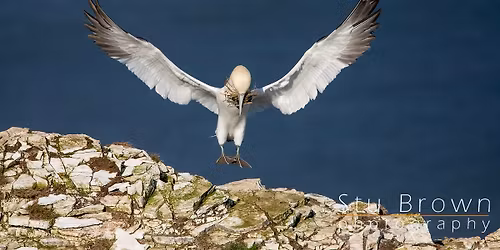 Beginner's Photography Workshop with Stu Brown at RSPB Bempton Cliffs