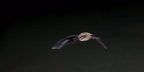 Langdon Bat Walk and Talk