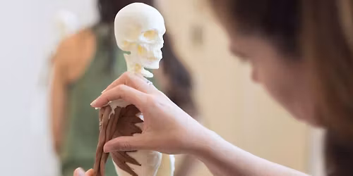 Anatomy in 3D | Corso di Anatomia - Vicenza