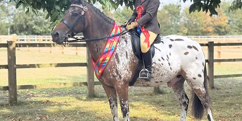 #3 inhand and ridden by havana shows-points series