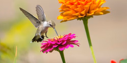 Save the Pollinator Flower Show: Submissions Accepted