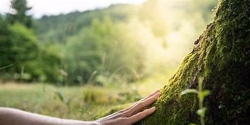 Root to Rise Forest Bathing Experience