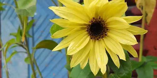 V\u00e5rmarknad i tr\u00e4dg\u00e5rden 