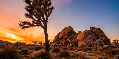 Doodlebugs at the Marion Public Library, Joshua Tree National Park, Free