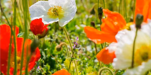 PLANTES M\u00c9DICINALES et m\u00e9decine chinoise: ton coeur et la saison de l'\u00c9T\u00c9