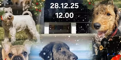 \ud83c\udf84\ud83d\udc3e Perep\u00fchap\u00e4ev & Uusaastaetendus KoerteKool BEST koertega Rugodivis \/