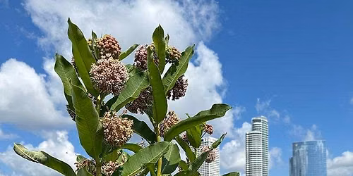 Medicinal Natives of Lakeshore
