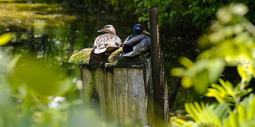 Little Farmers Storytime - P is for Pond