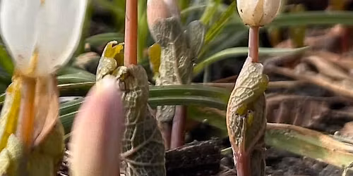 Wild Flower Walk \ud83c\udf31\ud83d\udc9a