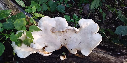 Mushroom & Lichen ID in the Sanctuary