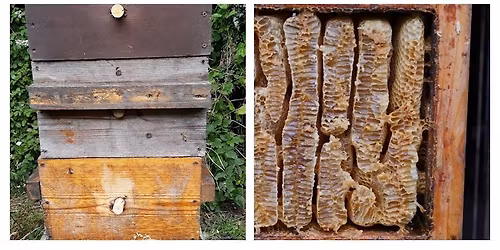 Natural Beekeeping Course with the Warr\u00e9 Hive