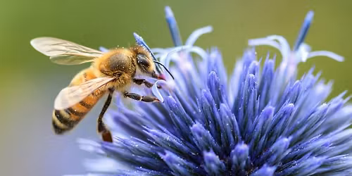 Pollinators and Plants Walking Tour 
