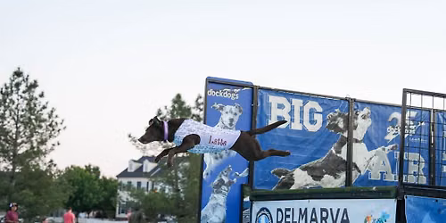 Bark on the Boards with Delmarva Dockdogs