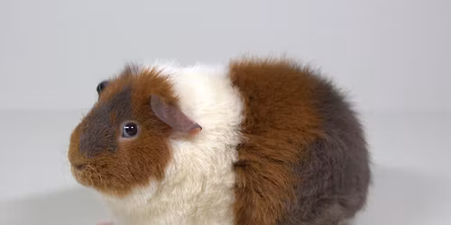 OMNC Jungtierschau 25. April 2026