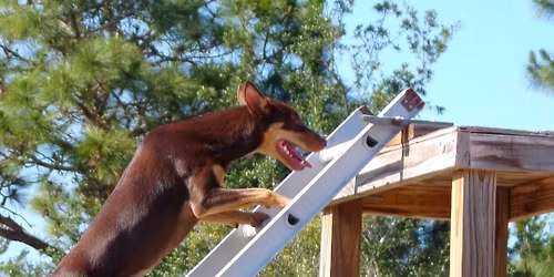 Canine Search Foundations 