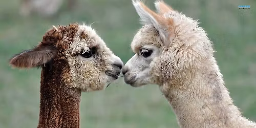 Alpaca Farm Shop Open for the Season