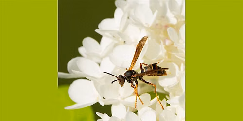 Henry's Burlington  - Introduction to Macro Photography