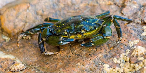 Green Crab Dissection (Ages 7-12)