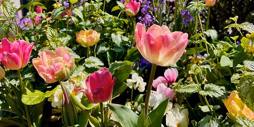 Garden Walk