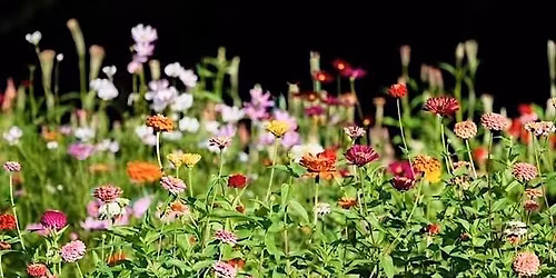 How to Grow Spring Cut Flowers in Central Florida