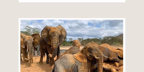 Sheldrick Elephant Orphans Safari