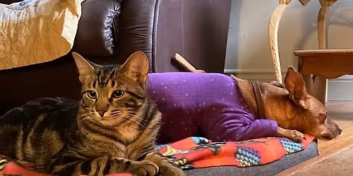 Reiki for Companion Animals Workshop