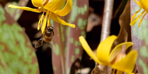 Early Spring Wildflowers & Plant Adaptation