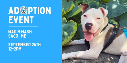 Adoption Event @ Saco Wag 'N Wash
