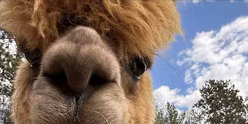 LLAMA HAPPY HOUR at CASACAMPO