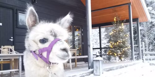 Uuden Vuoden tulet Linnunradantilalla