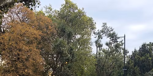 Ealing Half Marathon 2026