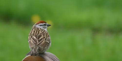 2026 Willowdale Bird Walk from York Cemetery