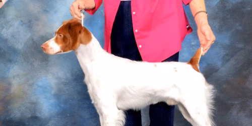 TCBC Specialty Show (Tentative Date)