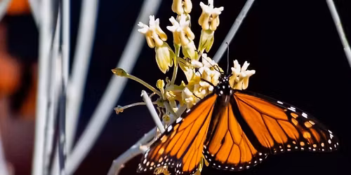 Native Plants and Pollinators Talk and Art Show