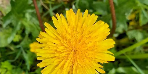 Spring Wild Food Identification and Foraging Event 09\/05\/2026