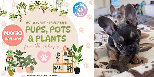 Pups, Pots & Plants for Penelope Fundraiser Sale