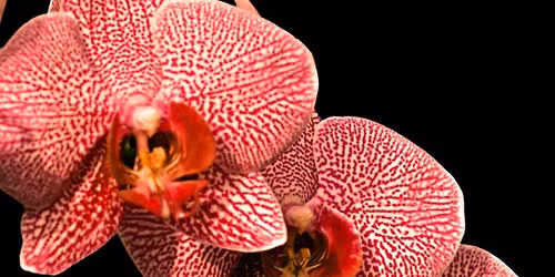 Phalaenopsis Repotting Workshop