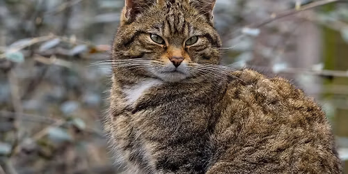Wildkatze - unterwegs auf leisen Sohlen