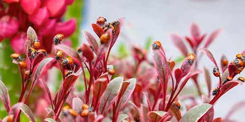 Ladybug Release Event 2026