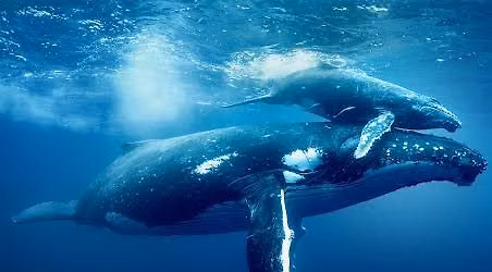 MERR Institute's screening of Ocean with David Attenborough