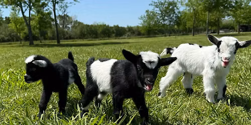Baby Goat Snuggles