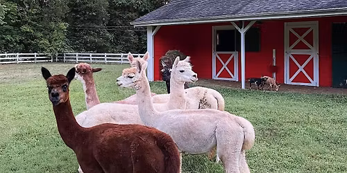 Alpaca Yoga Returns! at Specklebelly Barn