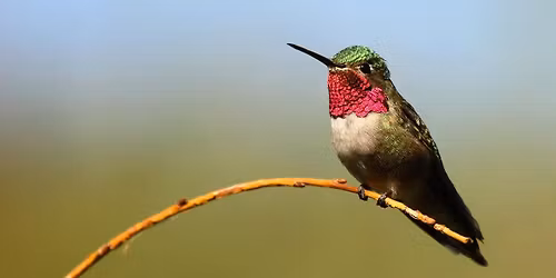 Fascinating Hummingbirds